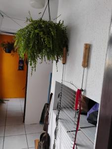 Eine Pflanze hängt an einer Wand in einem Raum in der Unterkunft Xangrilá, um paraíso perto da praia in Xangri-lá + 8 Fotos