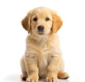 a brown puppy sitting on a white background at Lakeview Yamba River Side Waters in Yamba