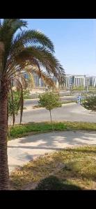a palm tree in a park next to a street at Al-Saeed Appartments in Cairo