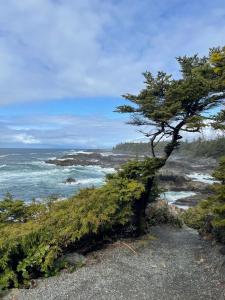 a pine tree on the shore of the ocean at Le Chalet Waterfront Studio Suite, View, Patio, Kitchen in Ucluelet