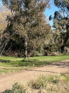 シエラ・デ・ラ・ベンターナにあるVillage De Las Sierrasの未舗装路脇の木 +2枚の写真