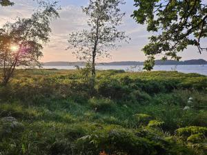 un campo de hierba con un árbol y un cuerpo de agua en Holiday home- Free Water Park Access, en Middelfart