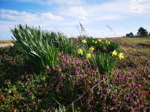 a field of flowers in a grassy field at Renovated Beach House - By Traum Ferienwohnungen in Juelsminde