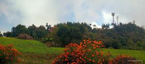 a bunch of flowers on a green hill with smoke at Everest Home Stay Temal Kalimati Tower in Thapathali +199 photos