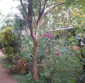 Zahrada ubytování Safari Homestay