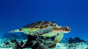 Fotografie z fotogalerie ubytování Paje Beach Zanzibar Private Luxury Villa with pool AC WIFI TV 90m walk to beach central location walk to shops bars & restaurants v destinaci Paje + 28 fotografií