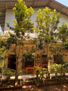 Κήπος έξω από το Bamboo Grove Villa