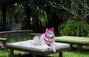 een hond met een roze hoed die op een bankje zit bij Kokotel Khao Lak Isara Casa in Khao Lak
