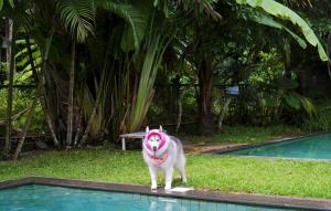 een hond staat naast een zwembad bij Kokotel Khao Lak Isara Casa in Khao Lak