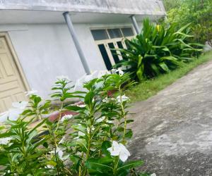 Κήπος έξω από το Delft Aquatic Tourist Hotel