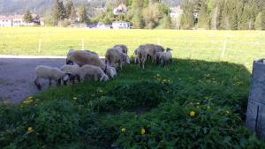 eine Herde Schafe, die auf einem Grasland weiden in der Unterkunft Haus Hämmerle in Reutte