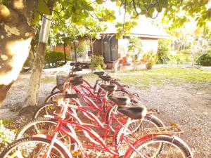 een rij rode fietsen geparkeerd onder een boom bij MONITA VILLA in Tiputa