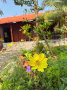 Κήπος έξω από το Nai Garden