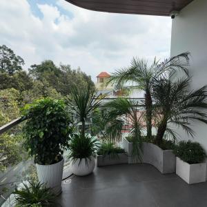a balcony with palm trees and plants on it at Petit Hotel in Thu Dau Mot