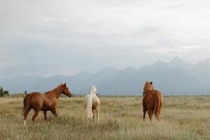 Άλλα ζώα σε αυτό το κατάλυμα σε φάρμα ή στη γύρω περιοχή
