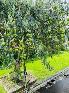 Un árbol con frutos verdes que crece en un jardín en 4 Seasons Suites Paradise Athens Airport 2, en Markopoulo