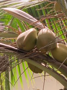 Billede fra billedgalleriet på Sumanguru Airport Studios i Busumbala