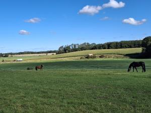 three horses grazing in a field of green grass at Monteurwohung Nettelsee in Nettelsee