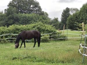 a black horse grazing in a field of grass at Monteurwohung Nettelsee in Nettelsee