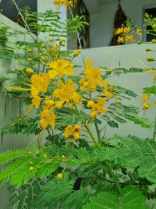 Κήπος έξω από το Kazalea