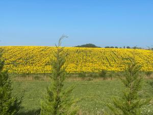 two trees in a field with a field of yellow flowers at Liguand Gites in Saint-Quentin-du-Dropt
