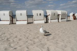 a seagull standing in the sand in front of beach chairs at Strandhotel Fischland in Dierhagen
