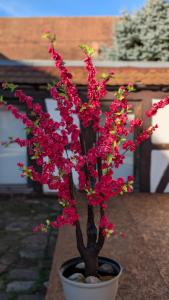 Κήπος έξω από το Les Perles du Ried - Gîte 201