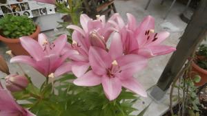 a group of pink flowers in a pot at La Colline des Pins in Aniane +5 photos