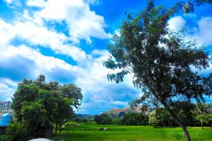 un árbol en un campo bajo un cielo nublado en Shanthi Dhama Hampi, en New Hampi