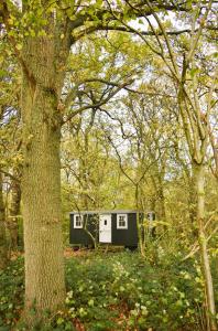 una casita en el bosque al lado de un árbol en Shepherd Hut in the woods, 