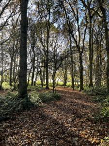 Un bosque de árboles con hojas en un camino de tierra. en Shepherd Hut in the woods,  7 fotos más