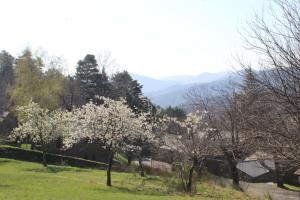 ein Feld mit Bäumen und Bergen im Hintergrund in der Unterkunft Les Hauts de Saint Privat in Saint-Privat-de-Vallongue + 9 Fotos