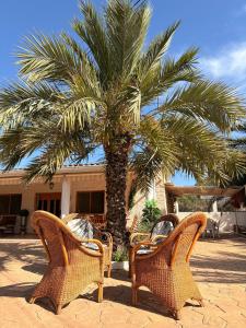 three chairs and a palm tree in front of a house at Finca roxana in Elda +3 photos