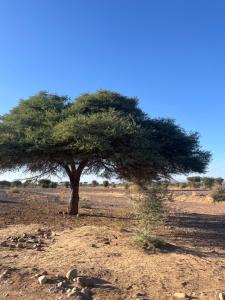 un árbol solitario en medio de un campo en Guest house Foum Tizza, en Bou Khellal