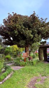 un árbol en un jardín con un cartel debajo en Cabañas Casona Italiana, en Lago Ranco
