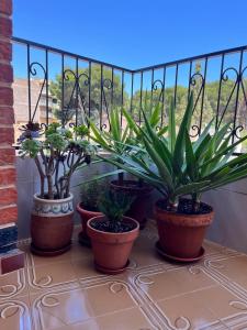 a group of potted plants sitting on a balcony at Holiday Vintage Apartment in San Pedro del Pinatar