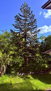 a large pine tree in a field of grass at Cabañas Casona Italiana in Lago Ranco