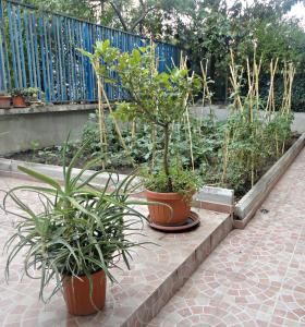 two potted plants in a garden with a fence at LunaBl&ugrave; in Rome