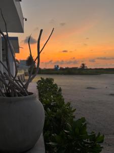 a vase with plants in front of a sunset at Casa Almea Sisal in Sisal +109 photos