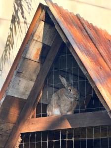 Κατοικίδιο ή κατοικίδια επισκεπτών που μένουν στο Hotel Niro