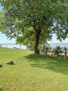 un albero in mezzo a un campo vicino all'oceano di Rincón de Santa Tecla a Puerto Valle