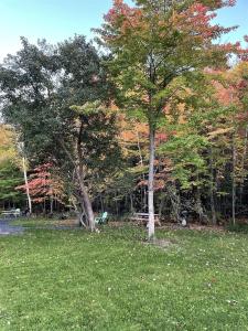 a tree in a field with trees in the background at Cozy Secluded Cabin with Fire Pit and Barbecue in Greenville, Maine in Greenville +59 photos