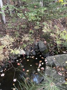 a pond in a garden with rocks and plants at Cozy Secluded Cabin with Fire Pit and Barbecue in Greenville, Maine in Greenville
