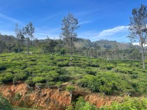 Φυσικό τοπίο κοντά σε αυτό το διαμέρισμα