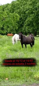 two horses and a white horse standing in a field at Casa de campo Spaequino La Colorada in T. Yofré