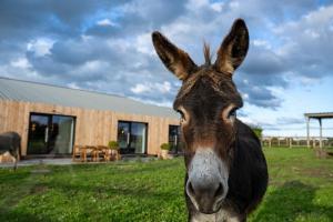 a close up of a donkey in front of a building at Le Marzelheide 2 in Lontzen +3 photos