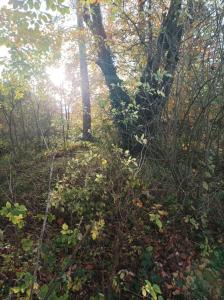 Φυσικό τοπίο κοντά σε αυτό το διαμέρισμα