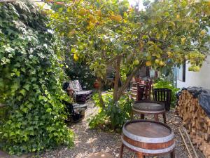 a garden with two chairs and an orange tree at Hostal Centro in Pichilemu +7 photos