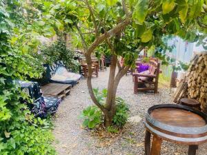 a group of chairs and a tree in a garden at Hostal Centro in Pichilemu