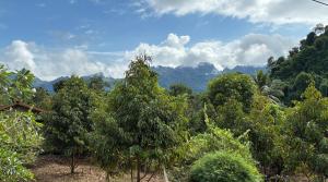 een bos van bomen met bergen op de achtergrond bij มาค่ะ ฟาร์มสเตย์ ห้วยเขย่ง สวนคุณตา สวนทุเรียนทองผาภูมิ in Ban Diso +53 foto's